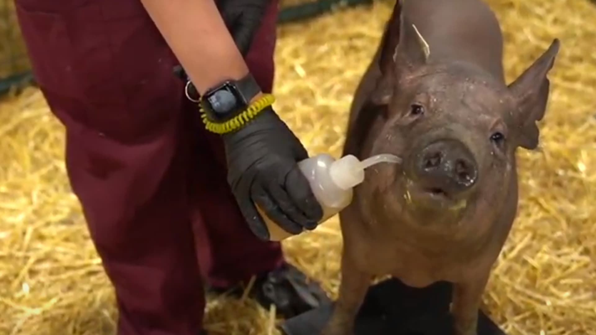 Neuralink demonstrates implant in a pig named Gertrude
